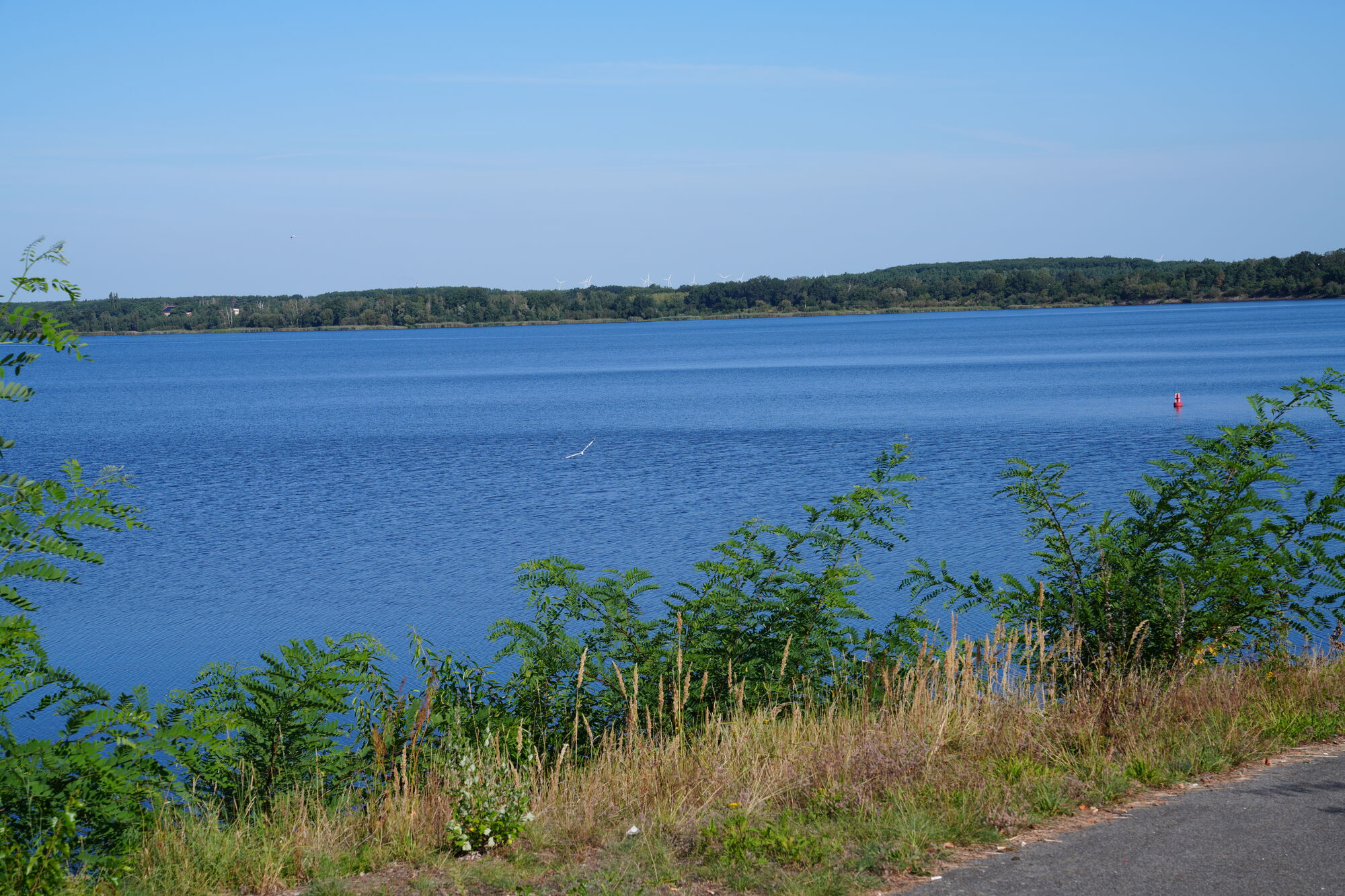 Blick über den Senftenberger See